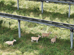 Te Herenga o Te Rā combines solar power and sheep grazing