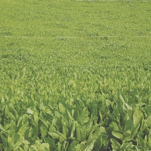More summer milk with chicory