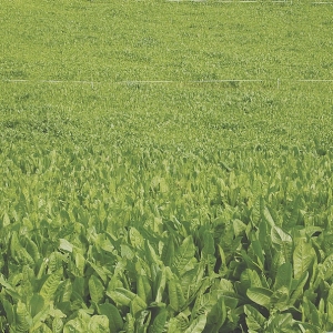 More summer milk with chicory