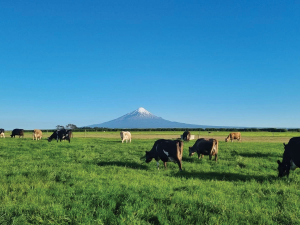 Southerly Winds Hit Taranaki Dairy Pasture Growth