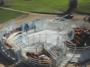 The curved, narrow pens encourage animals to move to the front of the yards.