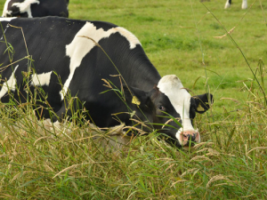 “It’s time for dairy farmers to take action to meet these basic obligations,&quot; says Labour Inspectorate regional manager Natalie Gardiner.