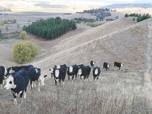 Hawkes Bay Rural Advisory Group chair Lochie MacGillivray says the group’s aim is to get every farmer through winter and save as much stock as possible.