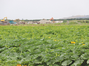 Some growers have planted vegetable crops like squash to improve the fertility of the soil, with a view to planting new apple trees in the future.