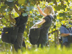 Seeka is upping its kiwifruit investment in Northland.