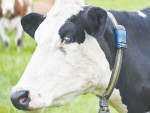 Cow monitoring collars have thrown light on the crucial transition period.