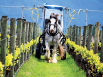 Gracie the Clydesdale in full flight spraying the vines.