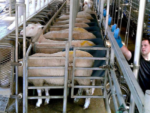 New Zealand&#039;s sheep industry is growing.