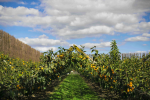 Persimmons hit supermarket shelves