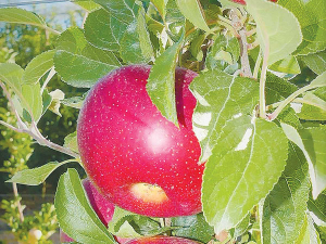 The &#039;HOT841A&#039; apple is receiving rave reviews from growers in Italy, France and the UK.