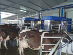 Reliable mobile phone coverage is vital for robotic milking.