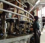 Global Dairy Trade up 10%