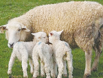 The Dawkins family are striving to maximise triplet lamb survival.