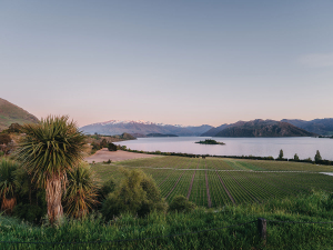 Rippon Vineyard