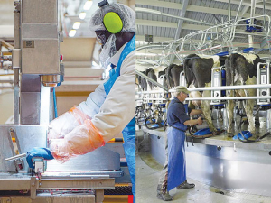  Contrast the protective clothing and equipment being used at a typical meat works, for personal and end-product hygiene, with that in a typical dairy shed where aprons are used to keep the torso of the operator dry, but hugely deficient in protecting against urine splashes.