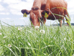 Pasture partners work wonders