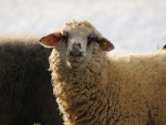 Wool generally steady