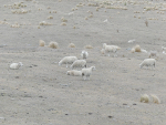 Banks Peninsula, like many parts of the South Island, is experiencing the dry and now is crunch time – heading into winter – with the decisions farmers have to make getting harder.