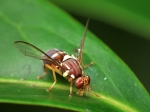 Queensland Fruit Fly.