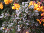 EPA approves biological controls for noxious weed