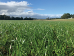 Cool season home grown feed is immensely profitable in today’s dairy systems.