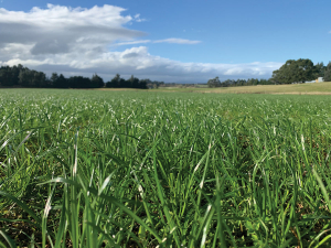 Cool season home grown feed is immensely profitable in today’s dairy systems.