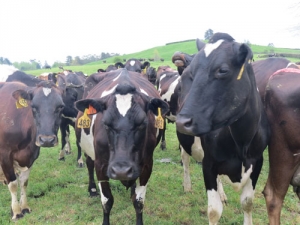 Dairy shed sensor firm eyes prize