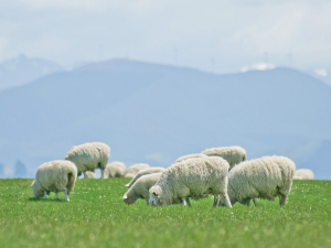 B+LNZ Launches nProve Tracker to Improve Sheep Flock Genetics