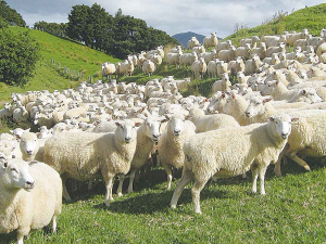 By developing tools for early detection in sheep, farmers can reduce economic losses and enhance productivity.
