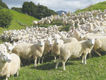 By developing tools for early detection in sheep, farmers can reduce economic losses and enhance productivity.
