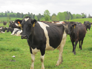 Only a few days are left until entries close in the 2016 New Zealand Dairy Industry Awards.