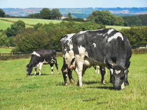 Fonterra&#039;s Global Dairy Trade is set to expand its role in online trading and digital services.