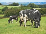 Fonterra's Global Dairy Trade is set to expand its role in online trading and digital services.