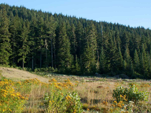 Farming land being turned into forestry is still a concern, say Beef + Lamb New Zealand.