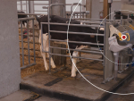 Lely Calm Automatic Calf Feeder Improves Calf Health And Farm Efficiency