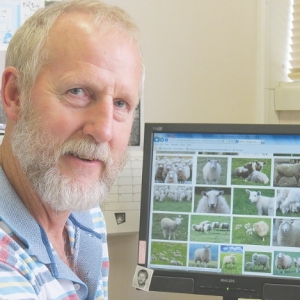 Trials of sheep breeds
