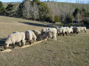 A new tool has been launched to monitor drought in New Zealand’s regions.