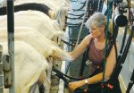 Dairy goat co-op on the up