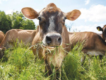 Cow production improved by genetic research and tech