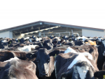 Dairy prices edge higher