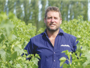 South Canterbury horticulturalist Hamish McFarlane amid tall rows of blackcurrants which he expects to harvest for Barkers in mid-January. Photo: Rural News Group.