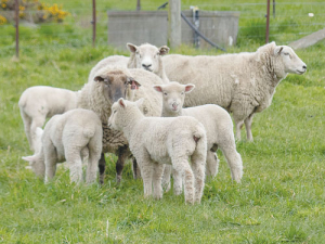 Sheep numbers continue to fall.