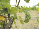 This is what a leaf decimated by beetles looks like.