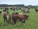 The reason to buy Hereford bulls is ‘black and white’