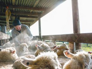 Farmers are being advised not to blanket drench ewes in the run up to lambing season.