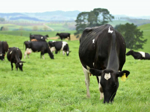 Facial eczema could be costing dairy farmers more than $100,000 a year in lost milk production, says a recent study. 