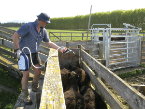 The selenium pour-on was trialled on James Patterson’s property Kintyre in Ranfurly.