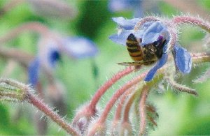 Funding to progress varroa control