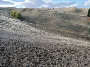 In the past few weeks, the rain has come to Hawkes Bay and paddocks are greening up the brown landscape like it was in the region when this photo was taken back in June.