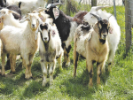 Dairy goat milk price slump